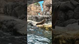 2026年6月2日 海遊館のアシカ#shorts #osaka #kaiyukan #seals