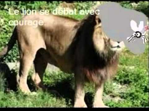 Le lion et le moucheron
