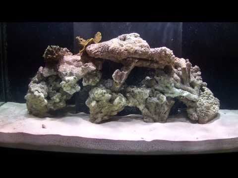 How To Aquascape A Reef Aquarium