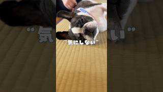 どんな状況でも全く気にしないフレブル