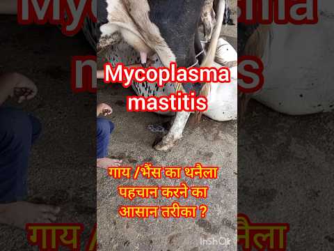 , title : 'diagnosis of mycoplasm mastitis@KidsDianaShow@DaFuqBoom@sandeepdairyfarm@Pinkfong@vootkids'