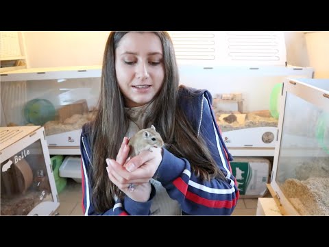 Basic Gerbil Care 🐁 | 5 Tips (for beginners)