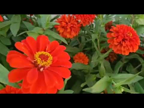 mind relaxing music/dubai beach line/no copyright free background music@kavi nila