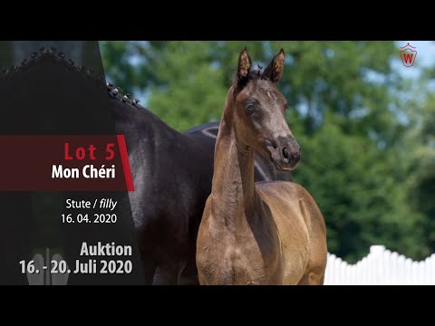 Westfälische Online Auktion 16. - 20. Juli: Lot 5 Mon Chérie Stute v. Maracaná - Danciano
