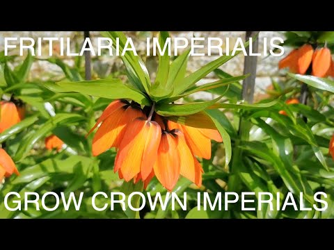Fritilaria Imperialus Crown Imperials