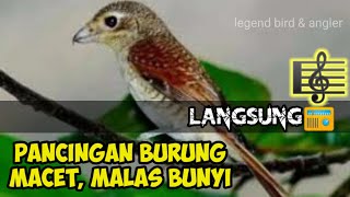 Download lagu CENDET MACAN Pancingan Buat Burung Malas Bunyi,Macet,Lelet @Rudiputrakediri#masteran  #aviary mp3