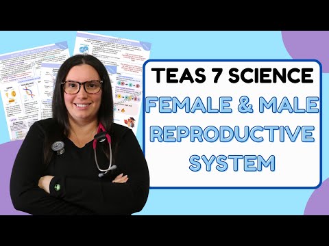 2025 ATI TEAS 7 Science Anatomy and Physiology Reproductive System with Nurse Cheung