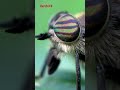 3 surprising facts about flies - do they really have 360 vision!?