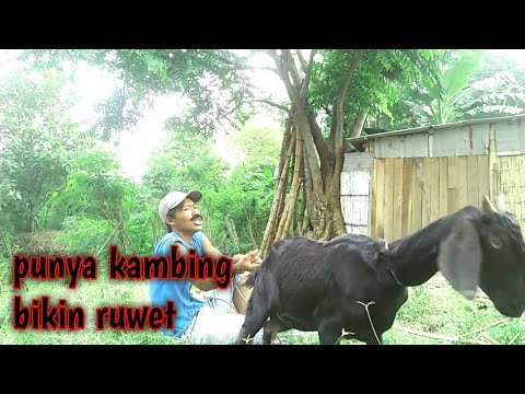 madura-lucupunya-kambing-bikin-ruwet