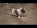 Shihpoo dogs for sale: Eric - Video 1
