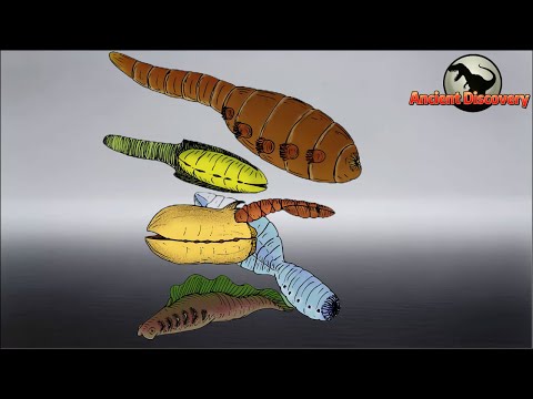 後口動物 |脊椎動物の起源 |進化の物語