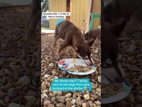 Can you help our rescue dogs⁉️🥺Link in our bio🫶 #amazon #rescuedog #chihuahua #shelter #florida