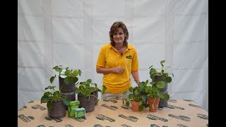 How to Care for a Pilea Peperomioides Plant ENGLISH GARDENS