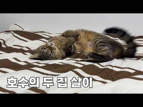 밤에는 집사랑, 낮에는 엄마랑 사는 고양이