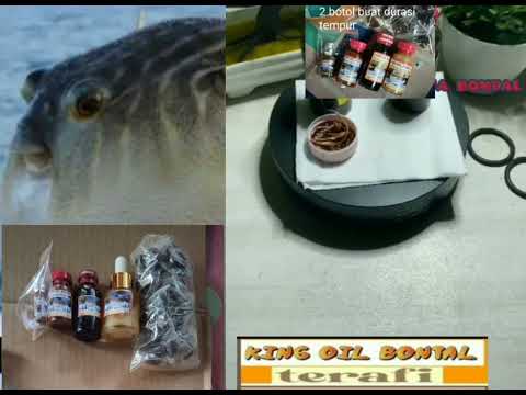 King oil bontal terafi 