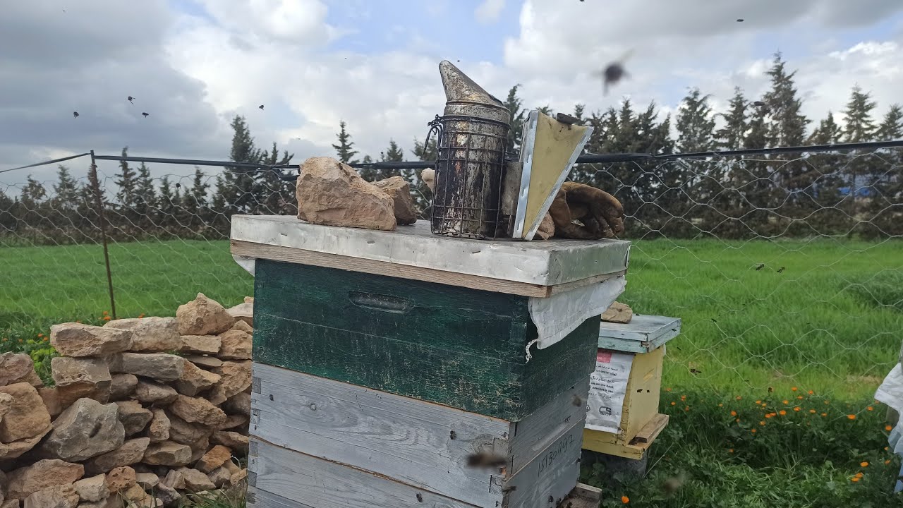 لا تهمل النحل المرعى قوي