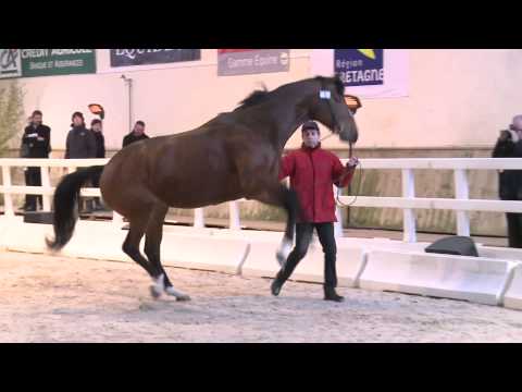 Salon des étalons 2014 : Spanish Moon