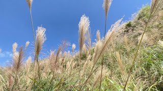 陽明山一面に広がる白銀のススキ　見頃を迎え多くの観光客で賑わう