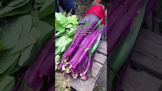 Download lagu Tempatnye budak-budak Pontianak belanje nii. Pasar Flamboyan!#shorts mp3