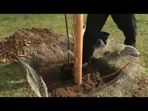 Baumschnitt Folge 03 - Lagerung und Behandlung