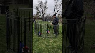 #shorts Petorldog Dog Fence Outdoor for Yard Dog Playpen