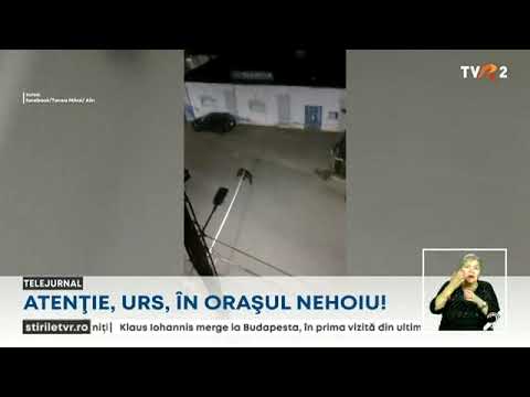 Clipe de groază, trăite de locuitorii din Nehoiu. Un urs a fost văzut pe străzile orașului