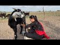 Goat Milking Kiya Village Me Ajj Goat Milking Byhand