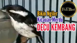 Download lagu decu kembang gacor | burung lain langsung kaget | @fishandbird4910 mp3