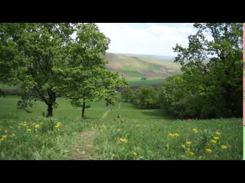 Paeonia tenuifolia and birds 1, Zau de campie