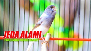 Download lagu GACOR JEDA ALAMI, PANCINGAN KENARI MACET DAN STRES BIAR CEPAT BUNYI mp3