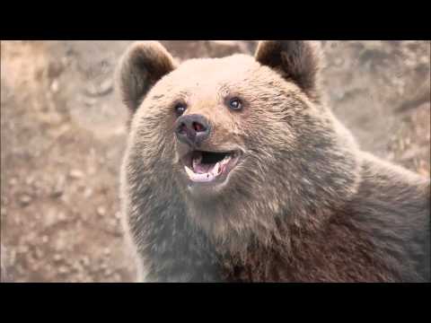 Voces Thules - Dýravísur (Icelandic folksong)