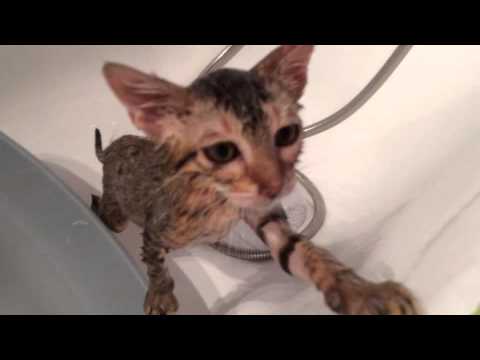 comment nettoyer un chat qui n'aime pas l'eau