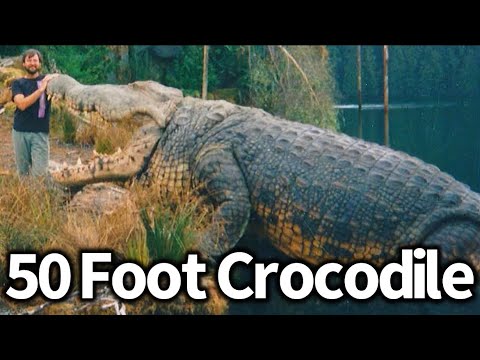 Could 50 Foot Crocodile Still be in the Congo?