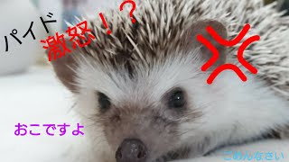 【パイド激怒？】慣れているとはいえ、本気は痛い