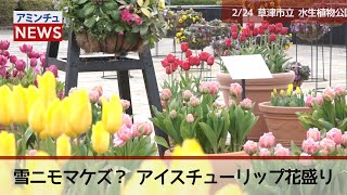 【アミンチュニュース】雪ニモマケズ？アイスチューリップ花盛り