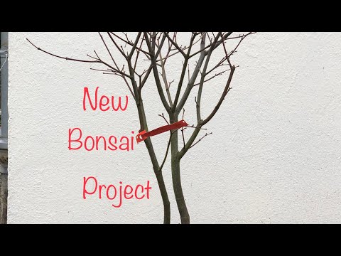 New Bonsai Ahorn (Acer Palmatum Trompenburg)mit Gast/Bonsai oder Kleinholz 2023-3