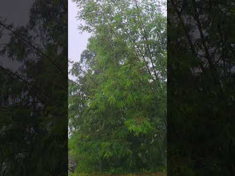 Lluvia den La región de Valparaíso  - Viña del Mar 13 de Octubre 2026 #viñadelmar