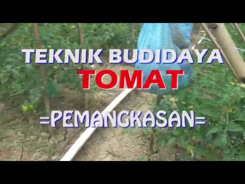 , title : 'Teknik Budidaya Tanaman Tomat VARIETAS FORTUNA, [ Pemangkasan ]'