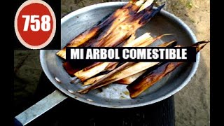 ASÍ SE COME UN PINO EN SITUACIONES DE SUPERVIVENCIA EXTREMA