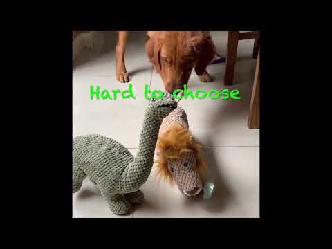 New buddy! what will i choose? | Azra the Golden Retriever