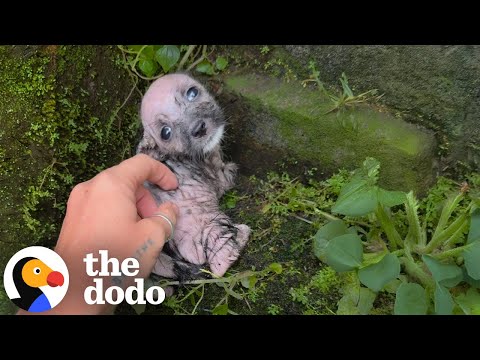 Tiniest Shivering Puppy Rescued From The Freezing Cold | The Dodo
