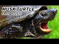 Musk Turtle Facts The STINKY Turtle Animal Fact Files
