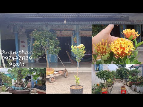 báo giá nhửng cây hoa mẩu đơn.mai vàng .si búp hồng đẹp lh 0974470299zalo thuận