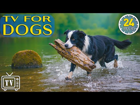 24/7 Dog TV: All Day Anti-Anxiety Music & Calming Videos for Dogs Home Alone |Stress Relief for Dogs