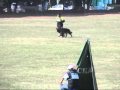Canto Van T Wnclavehof SchH III B 93 Wmv