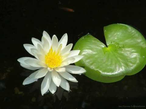 Great Compassion Mantra (with words)