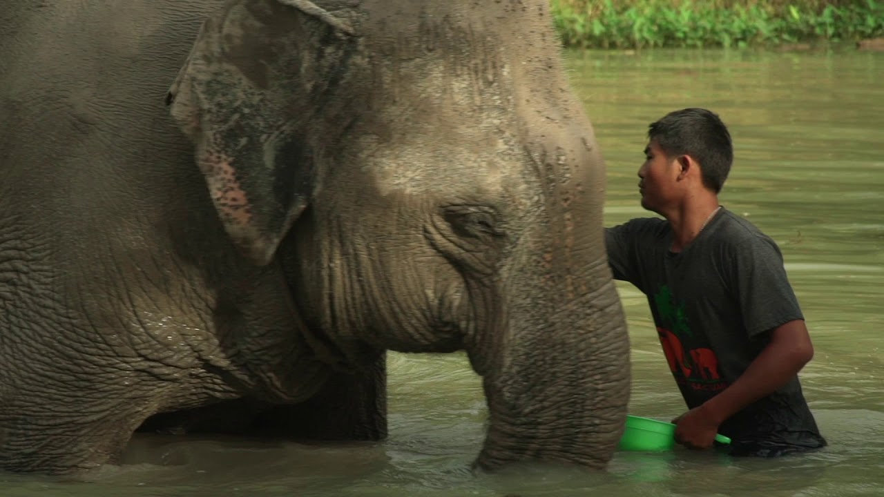 Discover the captivating highlights of Elephant Sanctuary.