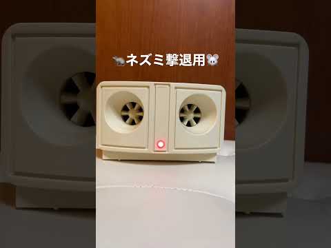 漂白剤はネズミを怖がらせますか?リーダーに従う  庭園