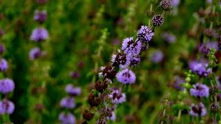 La colere de Constantine