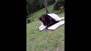 Horse getting ready for bed